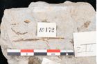 Foto (Detailansicht) von Quercus sp. ? (NHMW-GEO-2024-0188-10172)